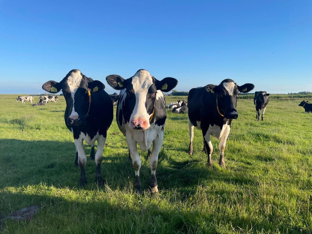 Johanneshoeve - De Mooiste Plek Op Texel Den Hoorn  Esterno foto